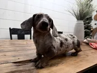 Snickers, a male Miniature Dachshund for sale in Taylorville, IL – Photo 3 of 3