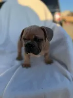 Pumbaa, a male English Bulldog and French Bulldog for sale in Molalla, OR – 5 of 9