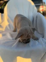 Timon, a male English Bulldog and French Bulldog for sale in Molalla, OR – 7 of 10