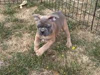 Hashbrown, a male French Bulldog for sale in Molalla, OR – 4 of 7