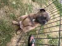 French Fry, a male French Bulldog for sale in Molalla, OR – 5 of 8