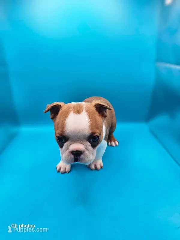 Cosmo – Boston Terrier puppy for sale in Molalla, OR
