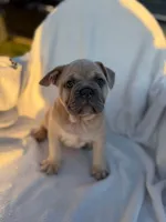 Timon, a male English Bulldog and French Bulldog for sale in Molalla, OR – 9 of 10