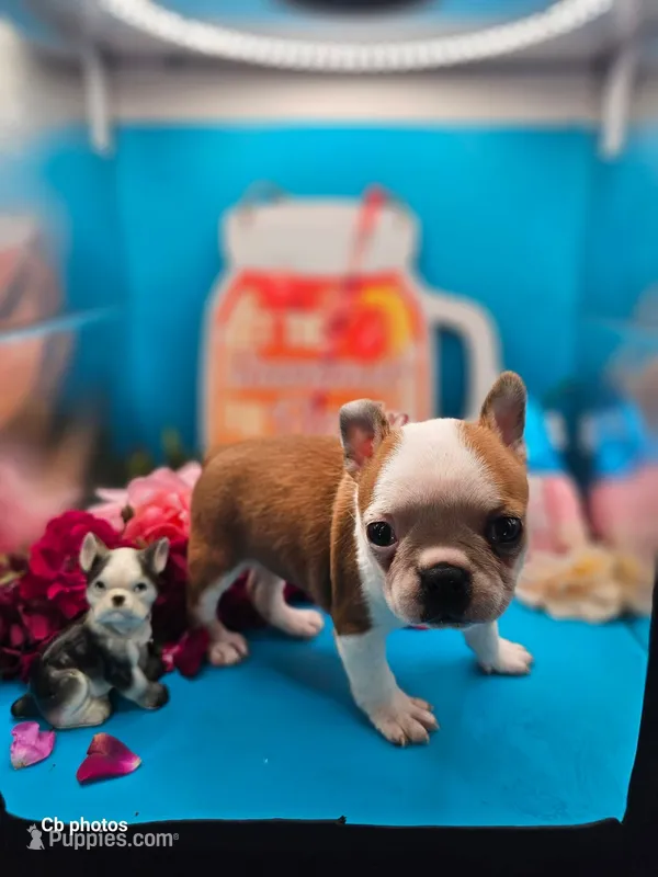 Marigold – Boston Terrier puppy for sale in Molalla, OR