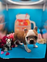 Marigold , a female Boston Terrier for sale in Molalla, OR – 6 of 6