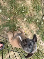 French Fry, a male French Bulldog for sale in Molalla, OR – 2 of 8