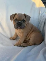 Simba, a male English Bulldog and French Bulldog for sale in Molalla, OR – 9 of 10