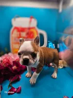 Marigold , a female Boston Terrier for sale in Molalla, OR – 5 of 6