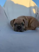 Simba, a male English Bulldog and French Bulldog for sale in Molalla, OR – 8 of 10