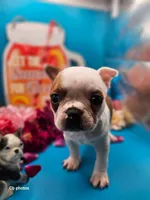 Tulip, a female Boston Terrier for sale in Molalla, OR – 2 of 6