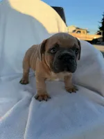 Pumbaa, a male English Bulldog and French Bulldog for sale in Molalla, OR – 7 of 9