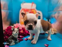 Tulip, a female Boston Terrier for sale in Molalla, OR – 5 of 6