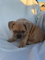 Simba, a male English Bulldog and French Bulldog for sale in Molalla, OR – 10 of 10