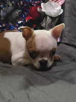 Tulip, a female Boston Terrier for sale in Molalla, OR – 7 of 9