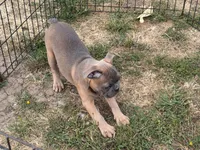 Hashbrown, a male French Bulldog for sale in Molalla, OR – 6 of 7