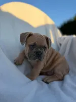 Simba, a male English Bulldog and French Bulldog for sale in Molalla, OR – 4 of 10