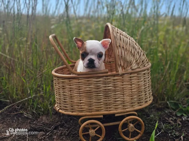 Tulip – Boston Terrier puppy for sale in Molalla, OR