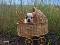 Tulip, a female Boston Terrier for sale in Molalla, OR – 3 of 9