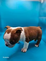 Cosmo, a male Boston Terrier for sale in Molalla, OR – 4 of 5