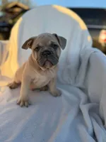 Timon, a male English Bulldog and French Bulldog for sale in Molalla, OR – 10 of 10