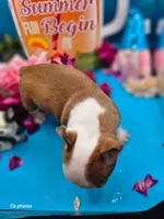 Marigold , a female Boston Terrier for sale in Molalla, OR – 2 of 6