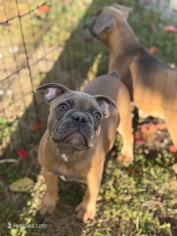 Hashbrown – French Bulldog puppy for sale in Molalla, OR