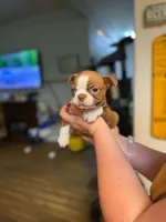 Chocolate male , a male Boston Terrier for sale in Molalla, OR – 3 of 3