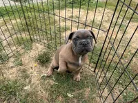 French Fry, a male French Bulldog for sale in Molalla, OR – 7 of 8