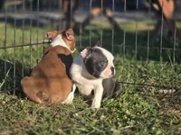Woody(brindle), a male Boston Terrier for sale in Molalla, OR – 6 of 7