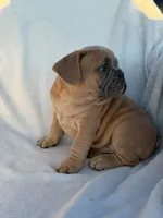 Simba, a male English Bulldog and French Bulldog for sale in Molalla, OR – 3 of 10