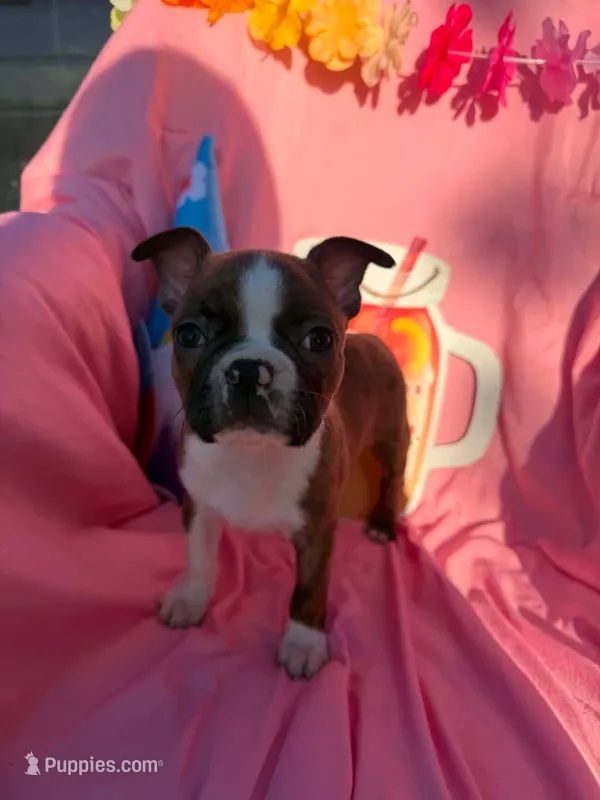 River  – Boston Terrier puppy for sale in Molalla, OR