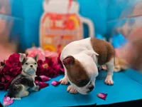 Tulip, a female Boston Terrier for sale in Molalla, OR – 3 of 6