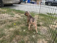 Hashbrown, a male French Bulldog for sale in Molalla, OR – 2 of 7