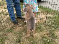 French Fry, a male French Bulldog for sale in Molalla, OR – 8 of 8