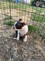 Buzz, a male Boston Terrier for sale in Molalla, OR – 4 of 4