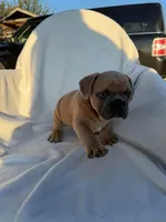 Pumbaa, a male English Bulldog and French Bulldog for sale in Molalla, OR – 3 of 9