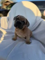 Pumbaa, a male English Bulldog and French Bulldog for sale in Molalla, OR – 9 of 9