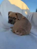 Simba, a male English Bulldog and French Bulldog for sale in Molalla, OR – 6 of 10