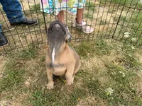 French Fry, a male French Bulldog for sale in Molalla, OR – 3 of 8