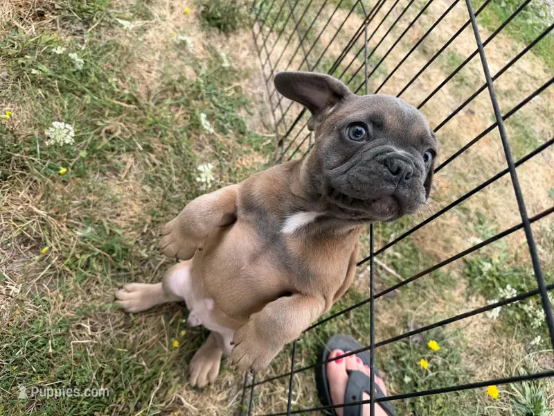 French Fry – French Bulldog puppy for sale in Molalla, OR