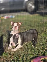 Woody(brindle), a male Boston Terrier for sale in Molalla, OR – 4 of 7
