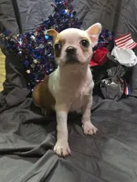 Tulip, a female Boston Terrier for sale in Molalla, OR – 1 of 9