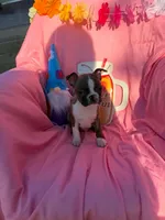 River , a male Boston Terrier for sale in Molalla, OR – 2 of 5