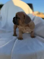 Pumbaa, a male English Bulldog and French Bulldog for sale in Molalla, OR – 6 of 9