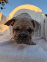 Timon, a male English Bulldog and French Bulldog for sale in Molalla, OR – 4 of 10