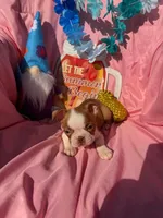 Bay, a female Boston Terrier for sale in Molalla, OR – 3 of 5