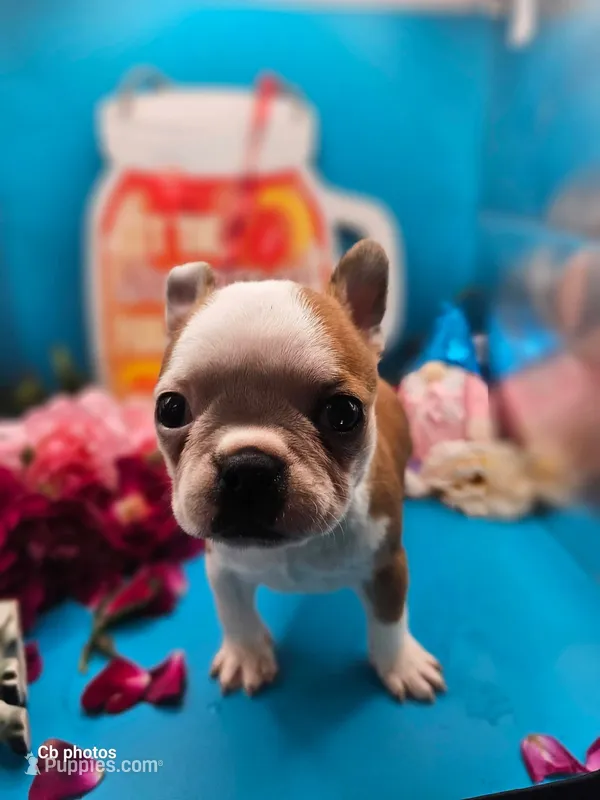 Marigold – Boston Terrier puppy for sale in Molalla, OR
