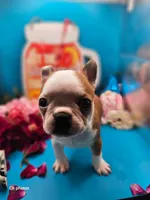 Marigold , a female Boston Terrier for sale in Molalla, OR – 4 of 6