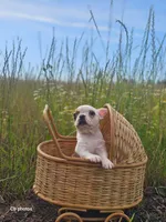 Tulip, a female Boston Terrier for sale in Molalla, OR – 9 of 9