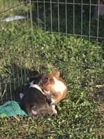 Woody(brindle), a male Boston Terrier for sale in Molalla, OR – 7 of 7